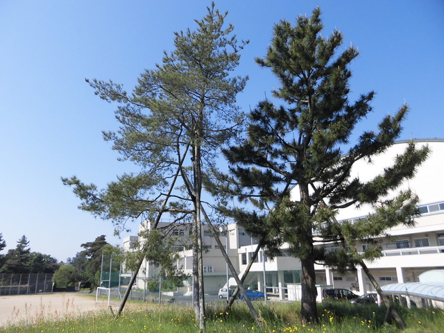 学校の風景