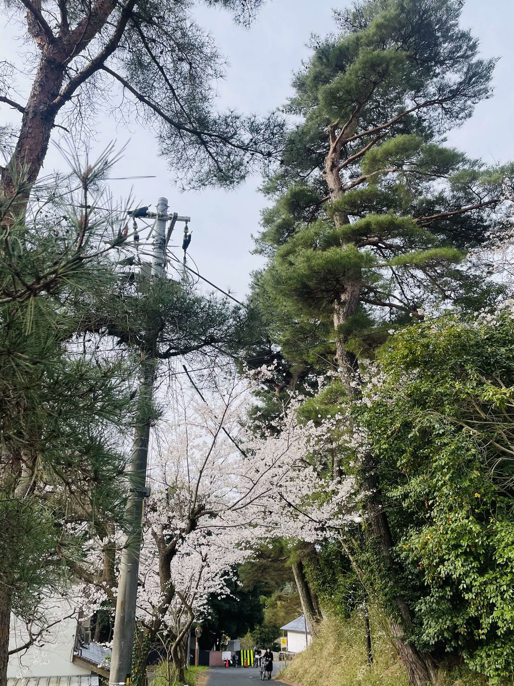 桜